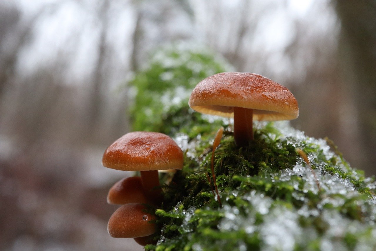 fungus, fungi, mushroom-7966987.jpg