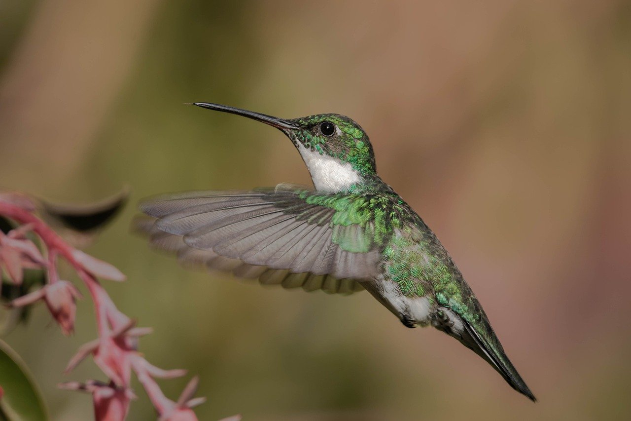 hummingbird, fly, peak-7964391.jpg