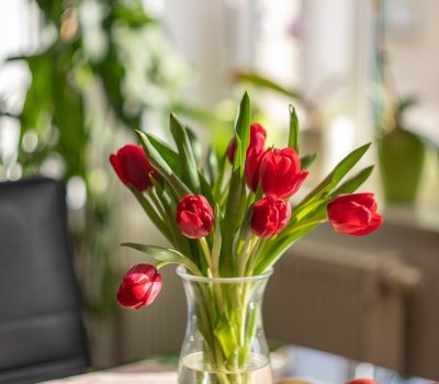 tulips, red flowers, flower vase-6995691.jpg